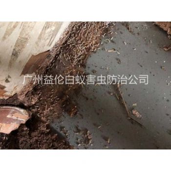 荔湾客栈白蚁灭治