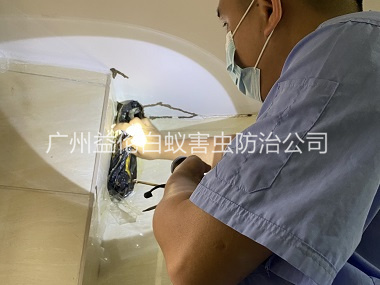萝岗衡宇灭白蚁工程