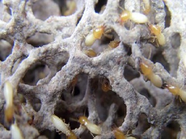 新闻中心-广州市益伦白蚁害虫防治有限公司