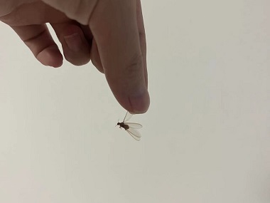 新闻中心-广州市益伦白蚁害虫防治有限公司
