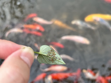 新闻中心-广州市益伦白蚁害虫防治有限公司