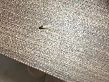 新闻中心-广州市益伦白蚁害虫防治有限公司