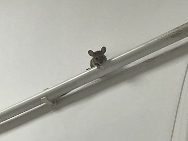 新闻中心-广州市益伦白蚁害虫防治有限公司