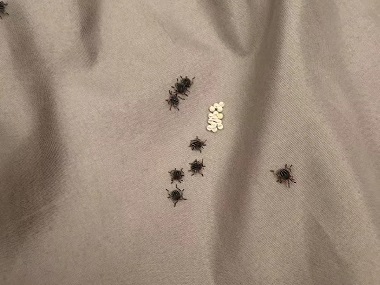 新闻中心-广州市益伦白蚁害虫防治有限公司